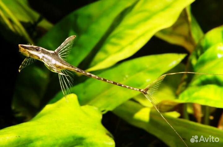 Стурисома панамская собственного разведения 4-5см