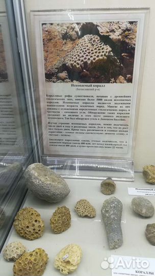 Окаменелости