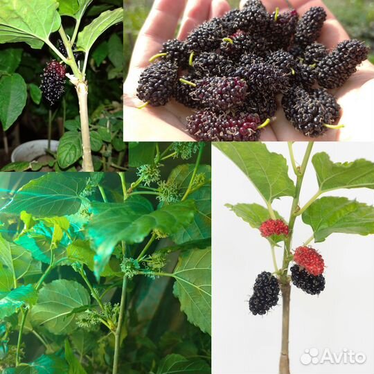 Черенки шелковиц + саженцы