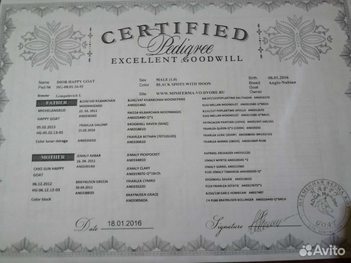 Продам 100%Англо нубийских коз