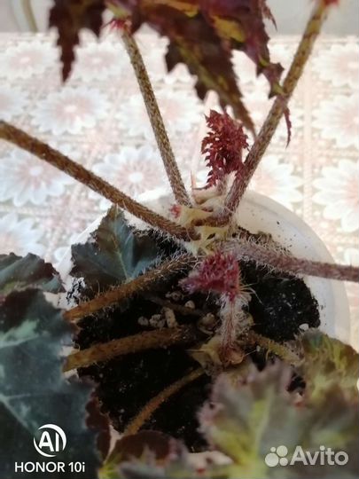 Бегония Клеопатра