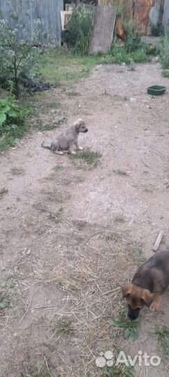 Щенки в добрые руки