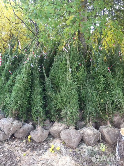 Крупномеры, Саженцы Ели и Сосны