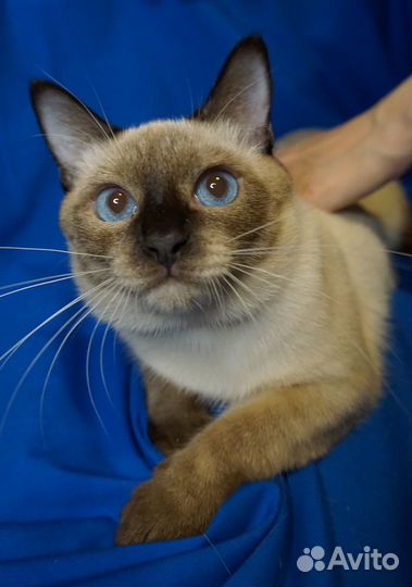 Тайские котята сил/блю пойнт разных возрастов