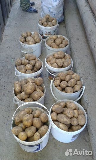 Картофель сорт Гала
