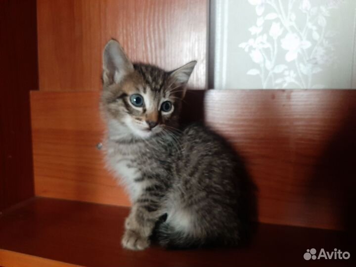 Кошка в дар бесплатно