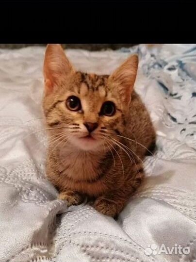 Девочка 3 мес