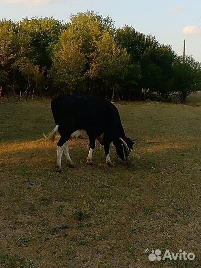 Корова дойная