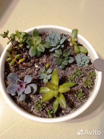 Суккуленты