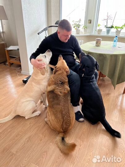 Кинолог с выездом / дрессировка собак