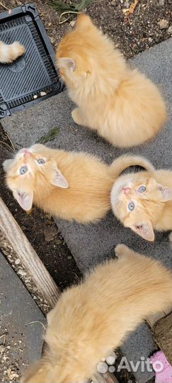 Дарю котят