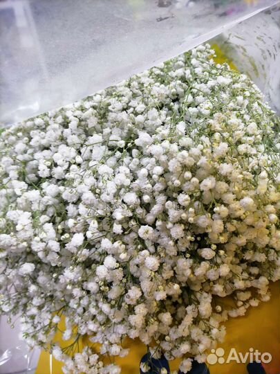 Гипсофила разные цвета