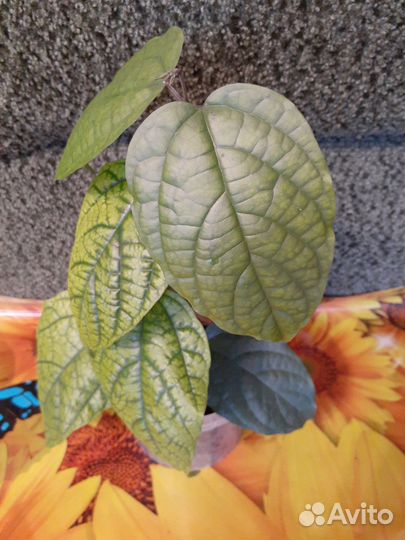 Клеродендрум специозум