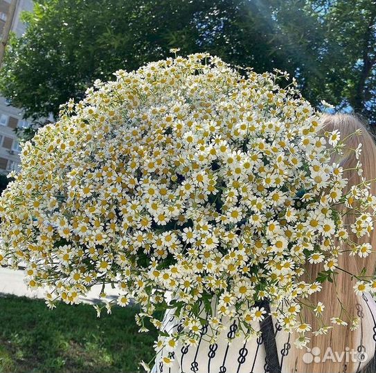 Цветы ромашки. Букеты ромашек. Цветы доставка