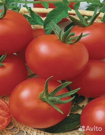 Томат Снежана 0,05 гр цв.п