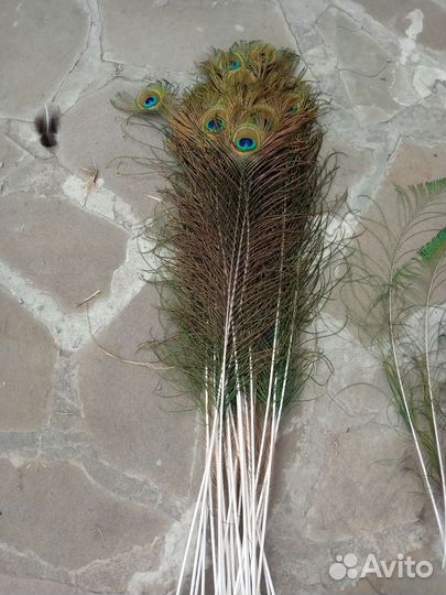 Павлиньи перья