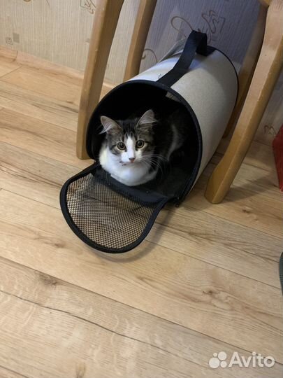 Кошечка в добрые руки