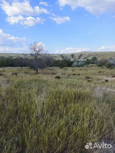 Овцы матки ягнята бараны