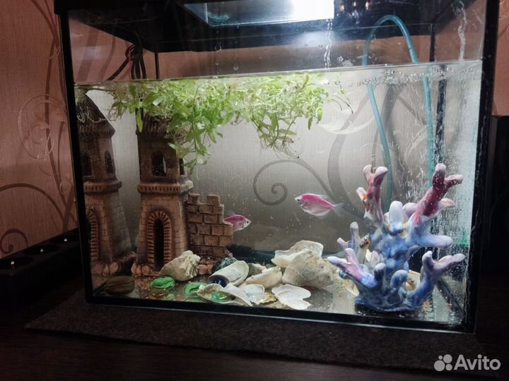 Аквариум