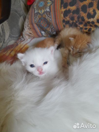 Котята сибирской кошки