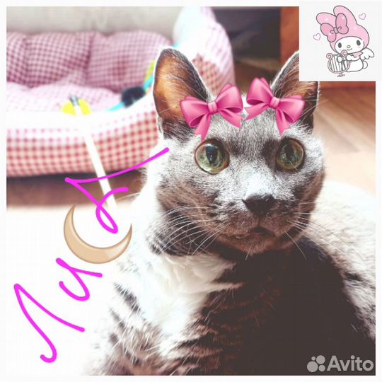 Котоняня с выездом на дом