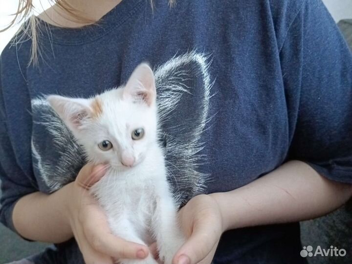 Кошка в дар бесплатно