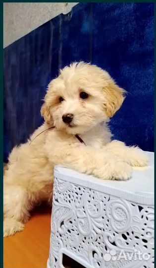 Мальчики мальтипу