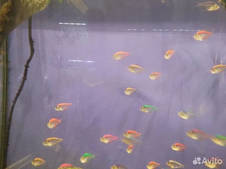 Водный-Мир.Оптом Аквариумные рыбки и растение