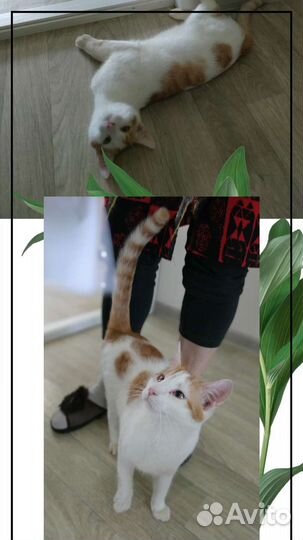 Котенку 8 месяцев