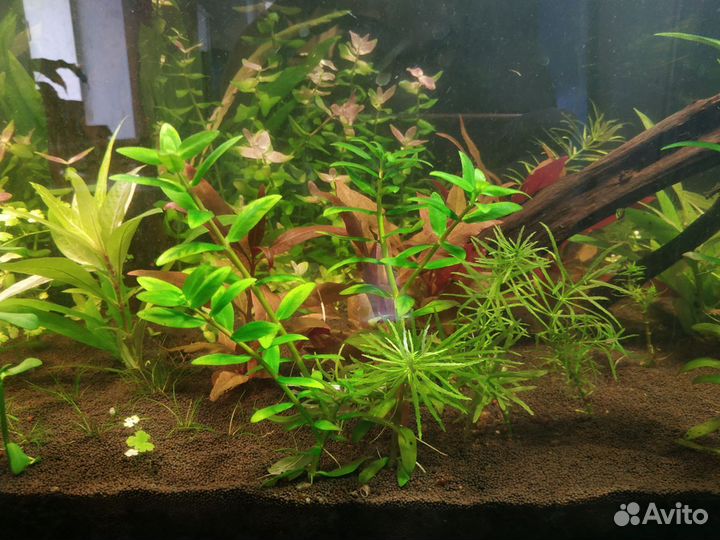 Аквариумные растения