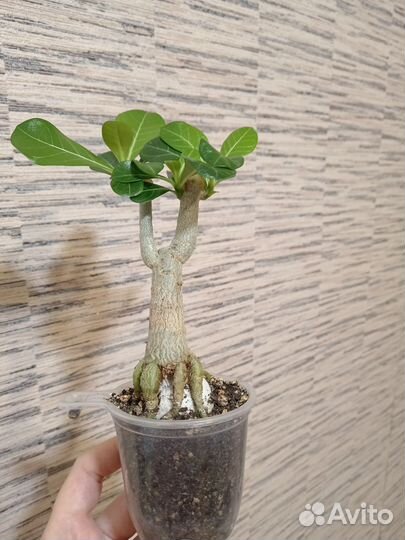 Адениум бонсай