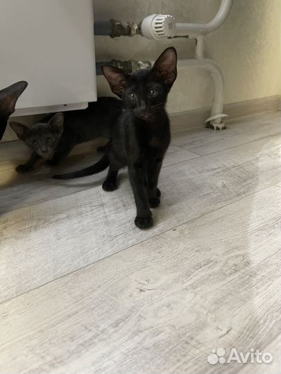 Котята ориенталы / Ориентальные котята