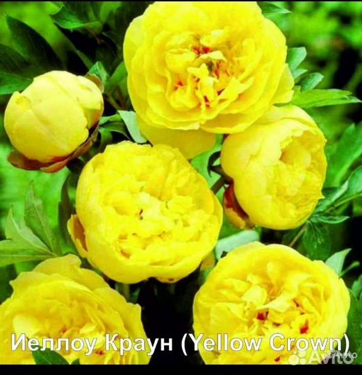 Пионы саженцы