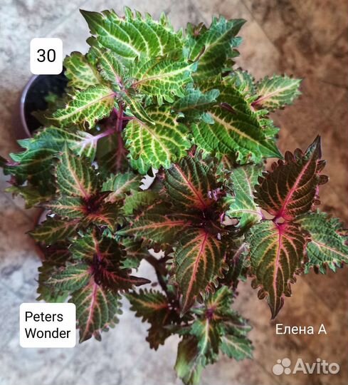 Колеусы вегетативные