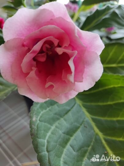 Глоксиния цветущая