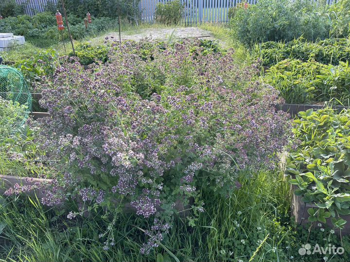 Душица саженцы 2 сорта