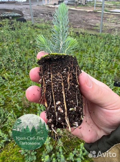 Зкс Сосна сеянцы Ели Лиственницы окс Голуб Горная