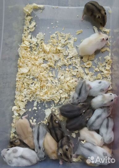 Джунгарские хомяки