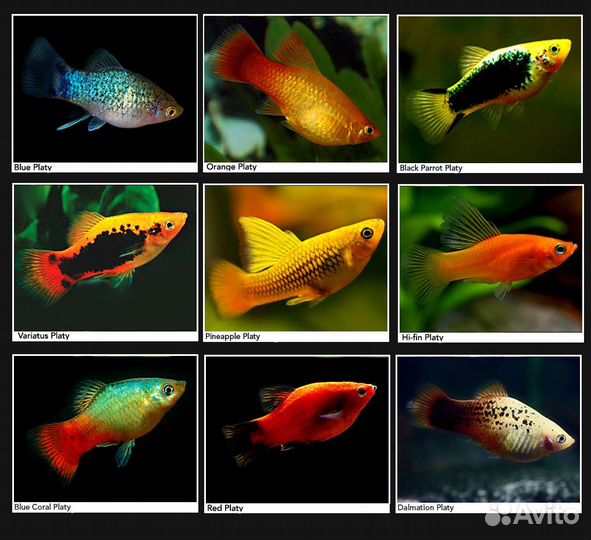 Пецилии Аквариумные живородящие рыбки