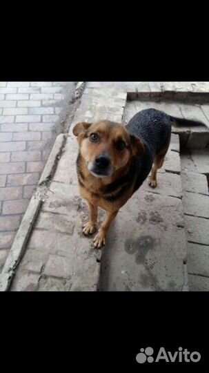 Собака в добрые руки