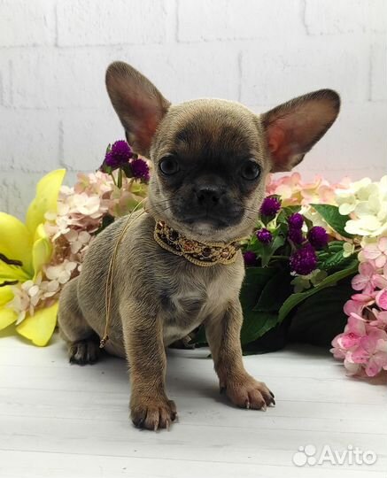 Щенки чихуахуа