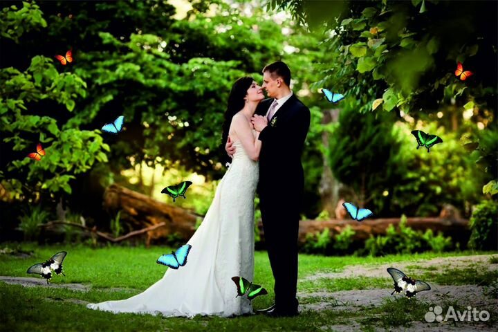 Салют из 20 Живых Тропических Бабочек с/б-16