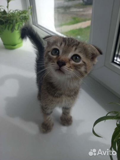 Кошка в дар бесплатно