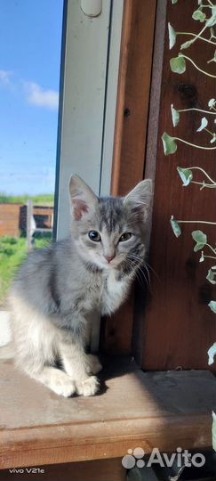 Котята