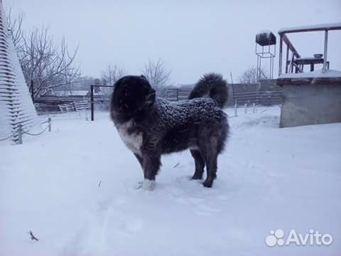 Гостиница для собак, зоотакси, зоогостиница