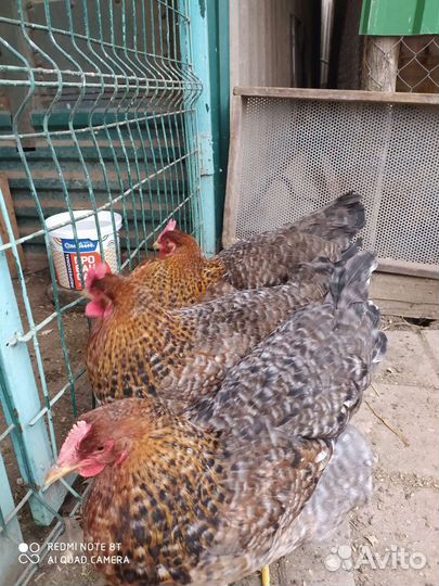 Куры белефельдер