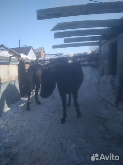 Продам лошадей