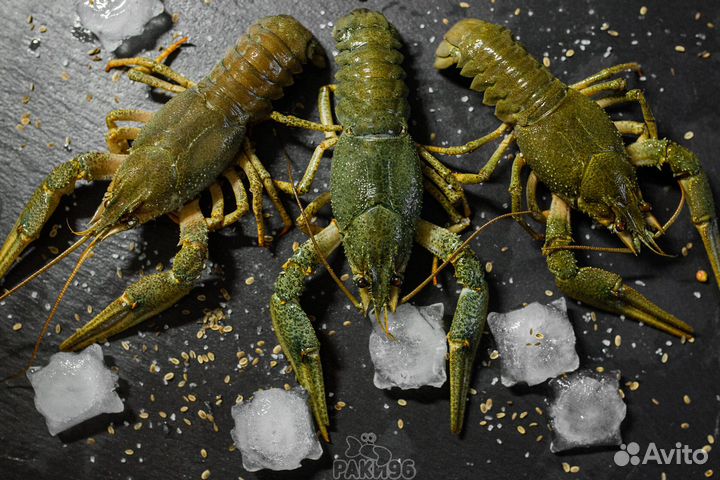 Ищу партнёров в сельское хозяйство