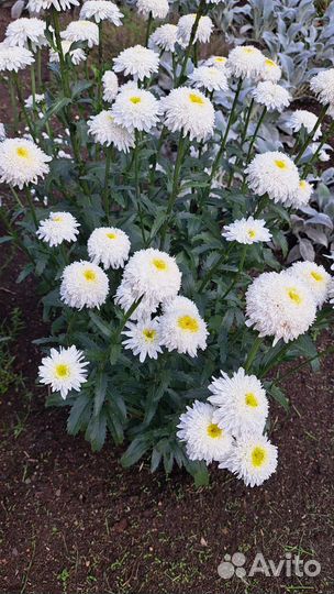 Разные садовые цветы