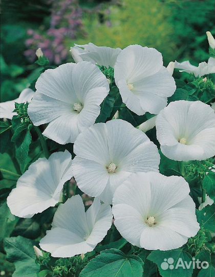 Лаватера Монт Бланк 0,5 гр